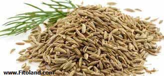 Plants Suitable For Weight Loss Cumin