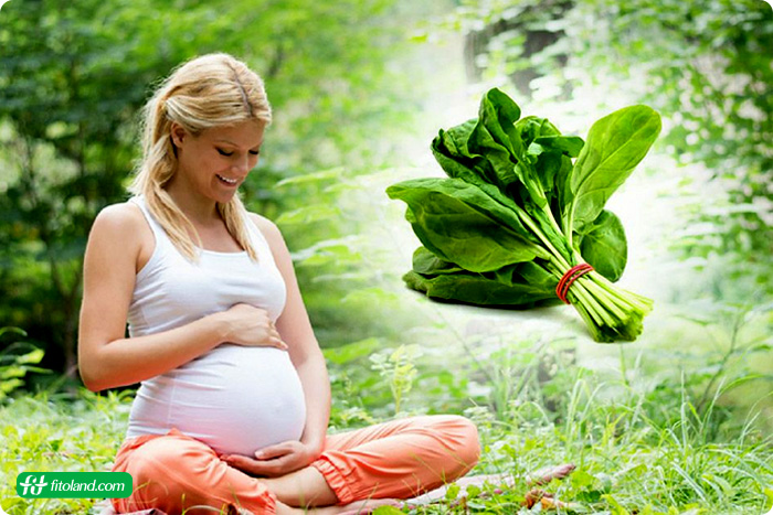 برنامه ریزی تغذیه بارداری سه ماهه اول به منظور تغذیه مناسب مادر در سه ماهه اول